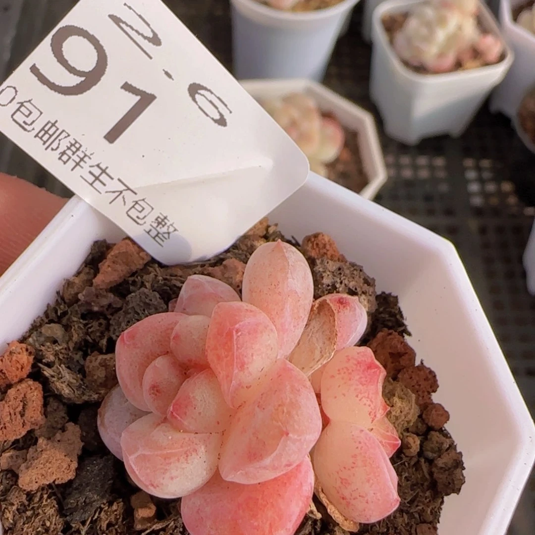 橙**?双头冰玉石化一颗