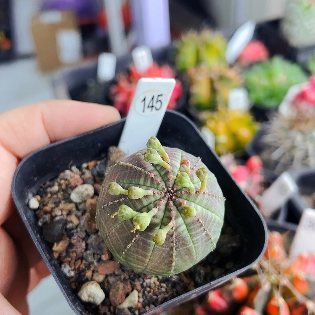 非偏远地区满25包邮仙人球