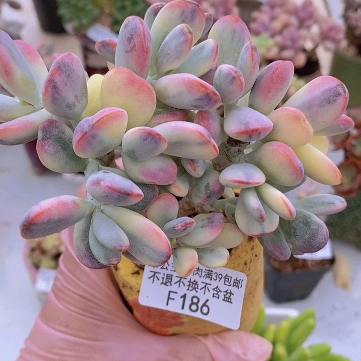 乒乓福娘锦有砍运输会掉叶10cm186多肉植物