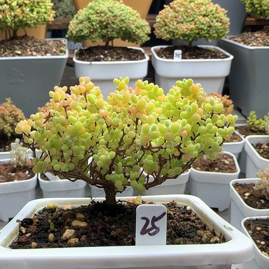 福利出蜜橘糖球。。