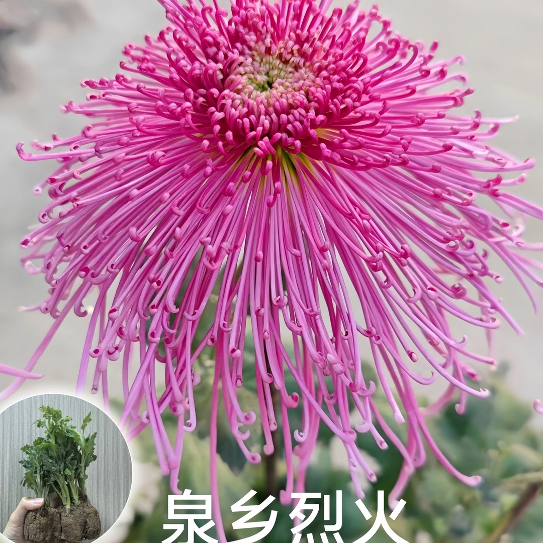 菊花苗四季开花卉花苗盆栽地栽菊花阳台室内室外观花趣味庭院植物
