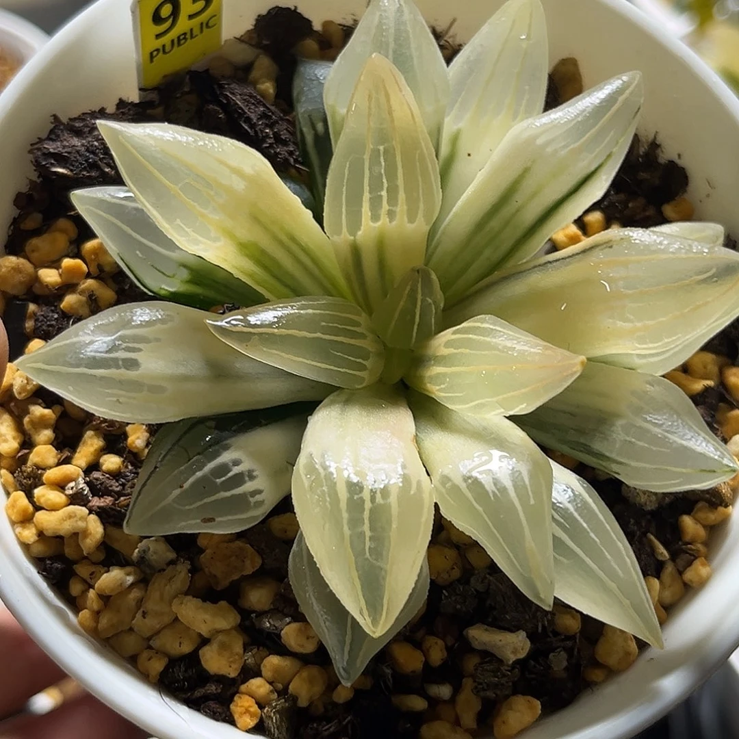 93糊斑西瓜寿锦福利福利