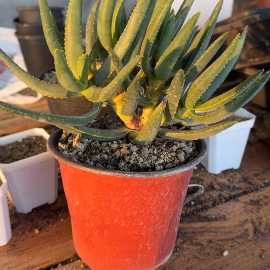 多枝芦荟多肉植物