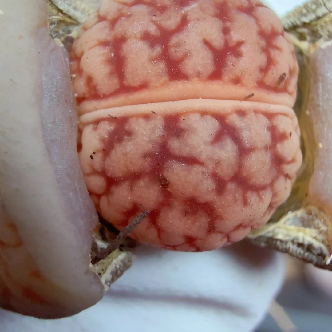 好喜欢看肖蘸唱歌跳舞343这个