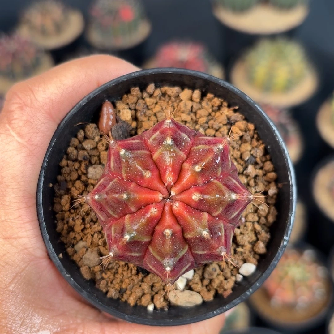 泰系米哈实生仙人球12号