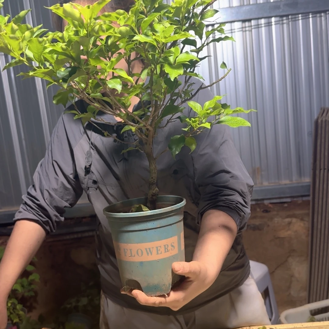 用***7当前无花栽培后可以开花带盆 8907514794847 8006 56