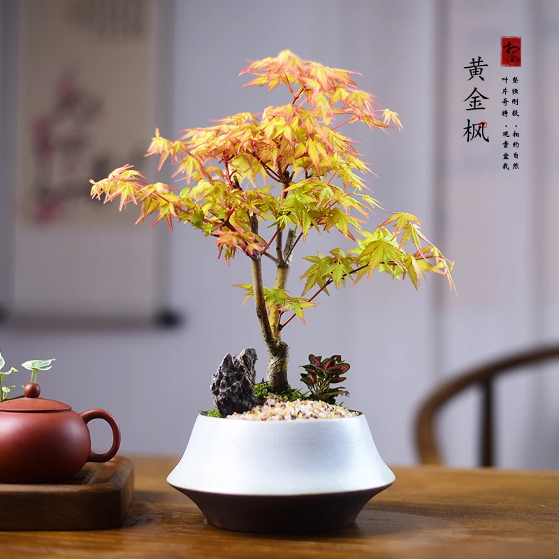 黄金枫盆景室内中式观赏盆栽办公客厅茶室桌面美观绿植物摆件送礼