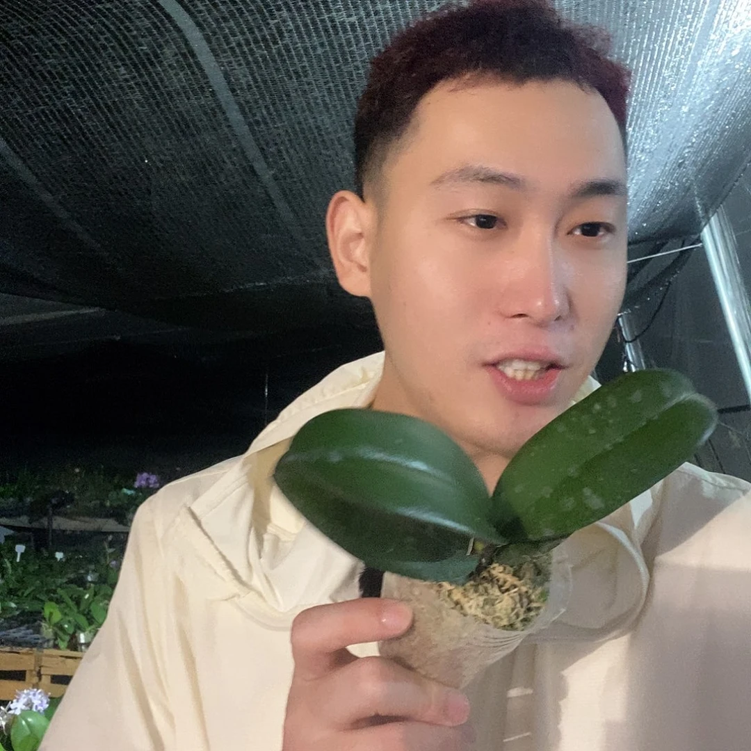 无花朵鸡尾酒蝴蝶兰