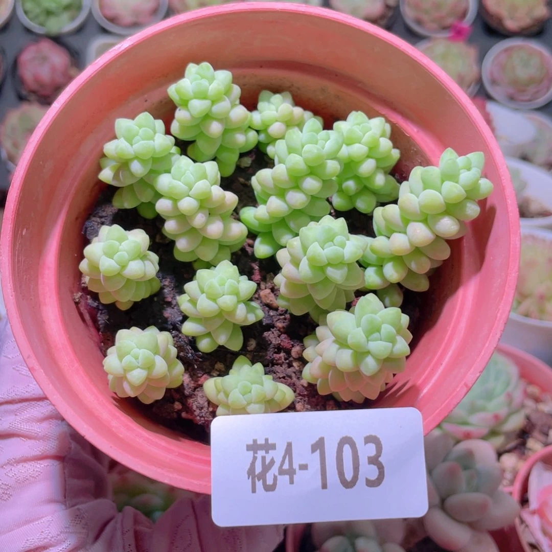 花利美4-103玉坠