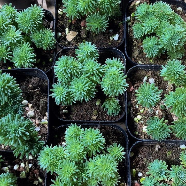 球松5.8带盆土发货