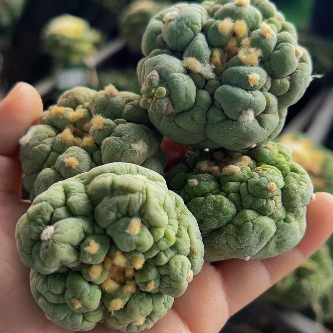 朱***人无花朵四个自根古田刚出根428
