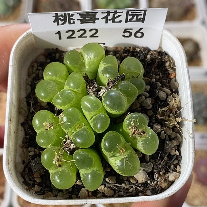 那****r1222-56-绿眼睛补。