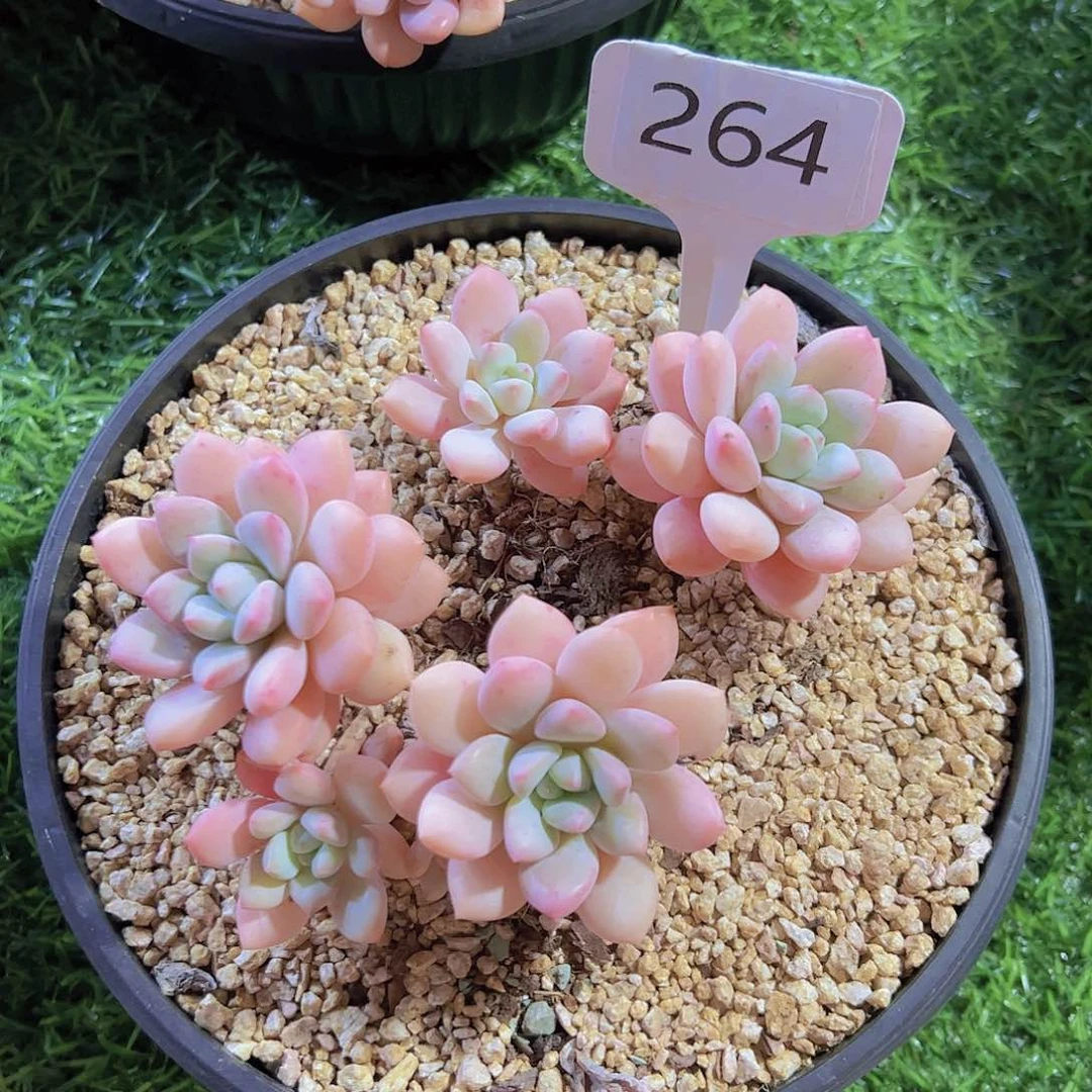 腐**果264拉丝雨28元元元