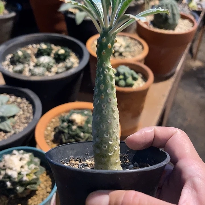 无花朵椰子琉桑一物一拍
