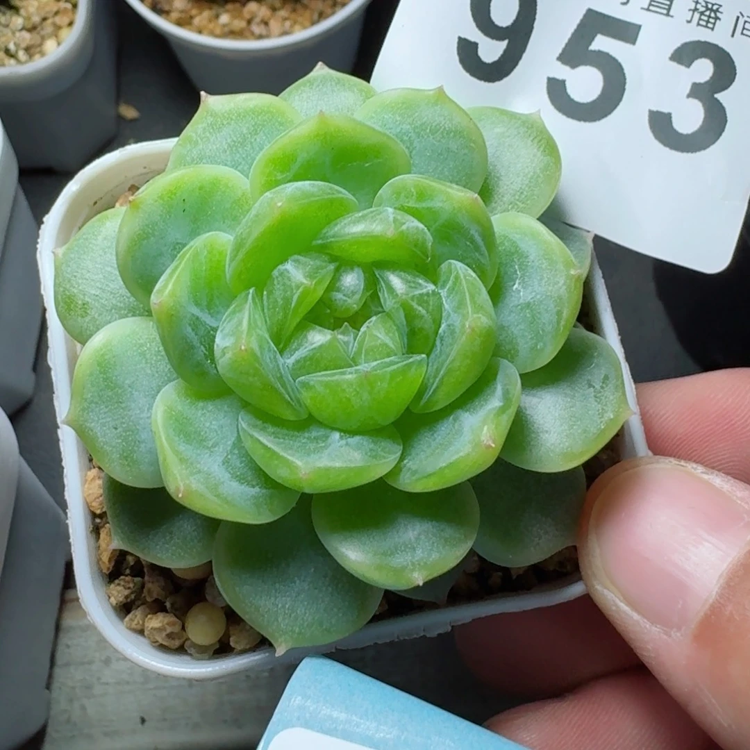绿透体            精美多肉植物