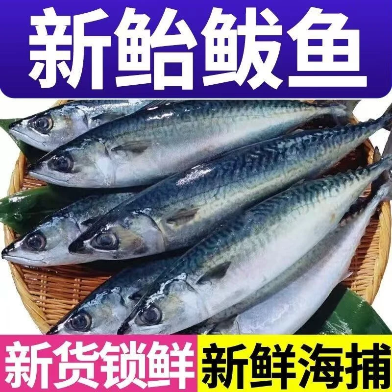 新鲜鲐鲅鱼海捕野生青占鱼整条鲜冻一斤 3-5条