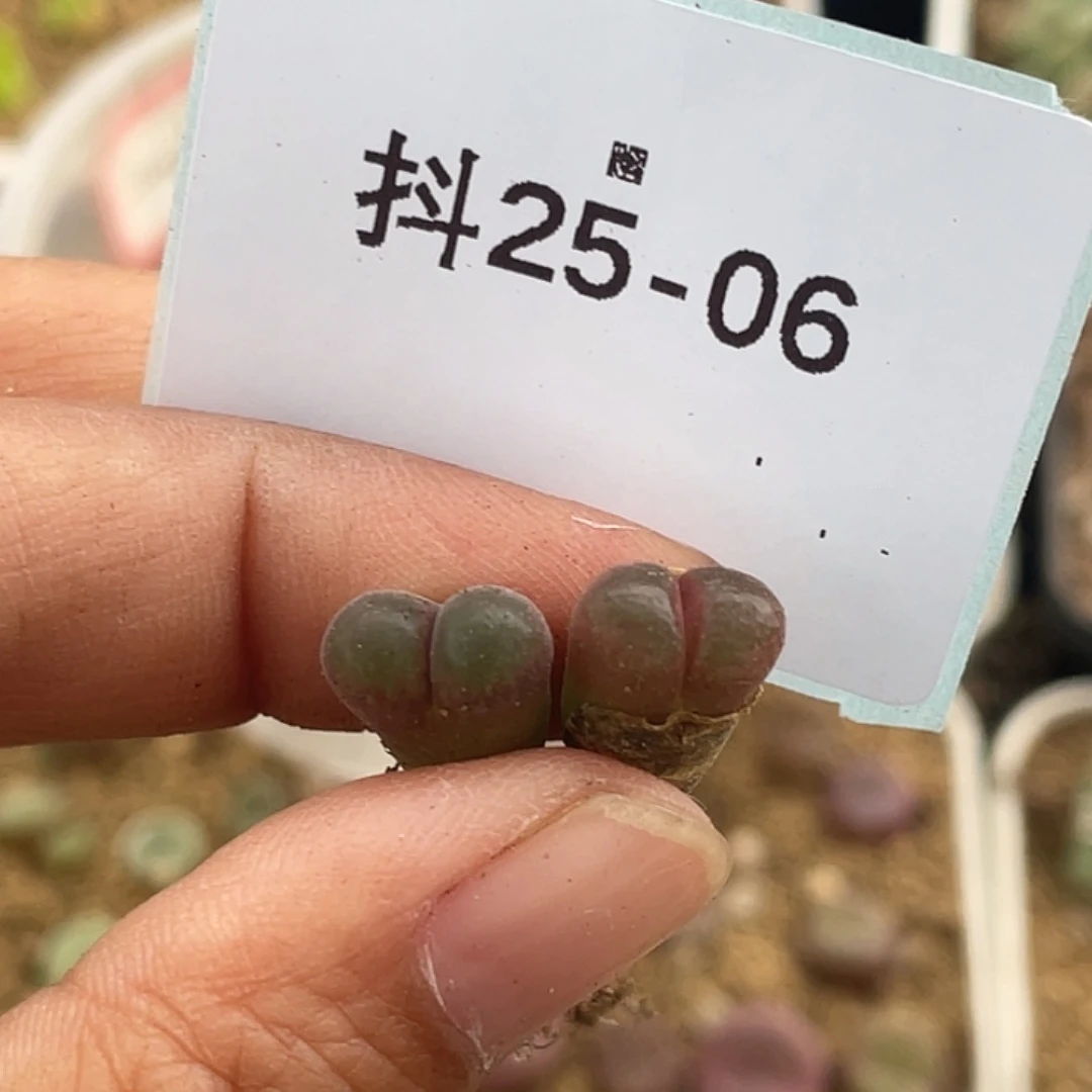 小*子25-6肉锥多肉植物