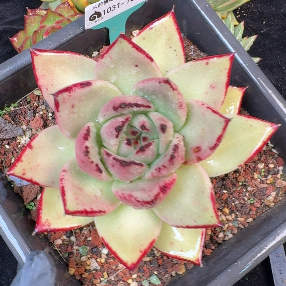 从前慢多肉精选编号1031.101