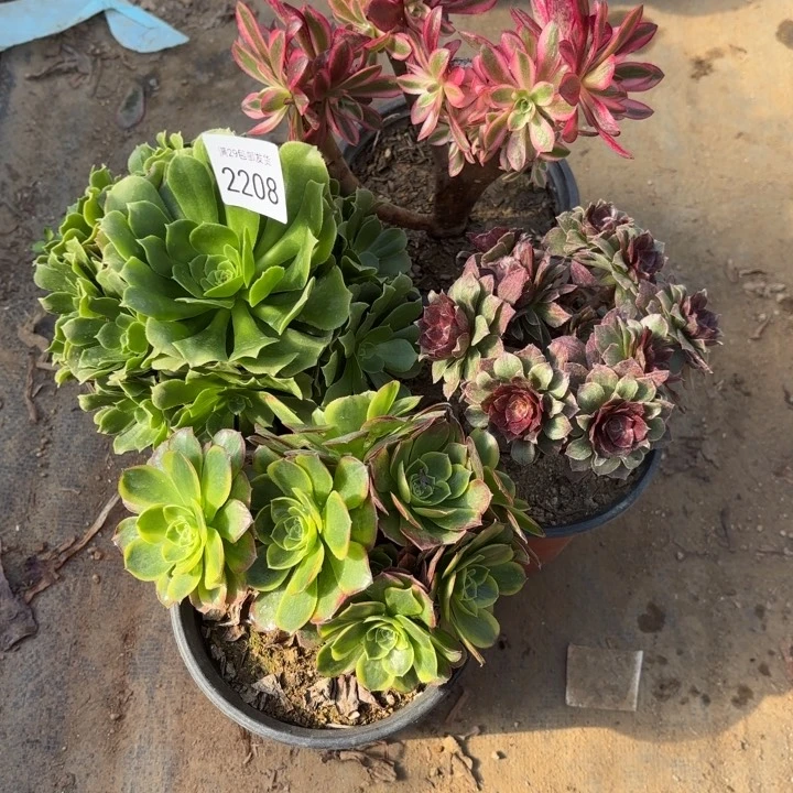 4颗多肉法师2208