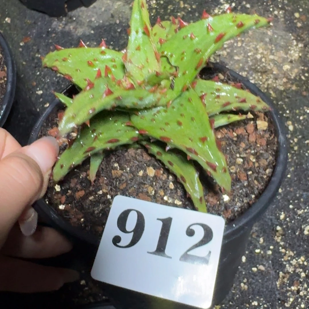 S***o强刺卡萨帝芦荟一物一拍多肉