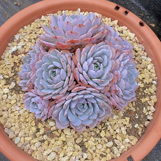 无花朵白海棠花群