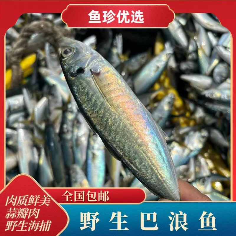 巴浪鱼海捕新鲜冷冻大青皮小竹夹鱼蓝圆鰺刺鲅5-10斤顺丰包邮