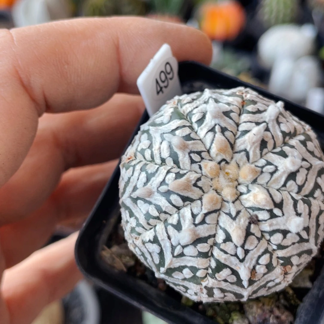 仙人球满28包邮盆口径5公分v兜4.2公分