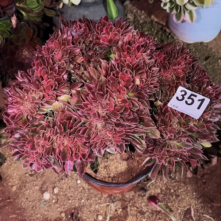 351男神多肉植物处理不售后缀化