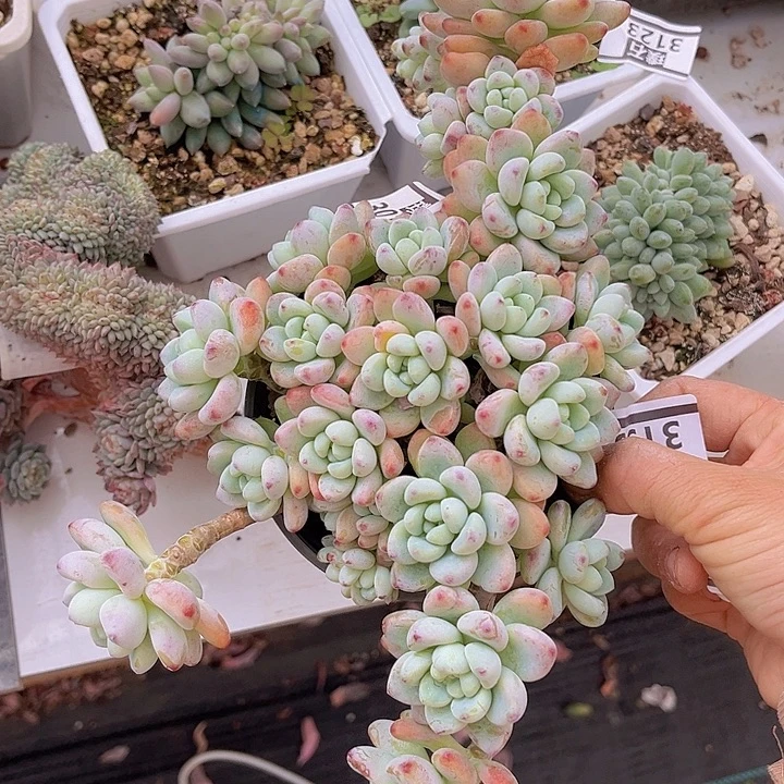 劳尔缀3190多肉植物