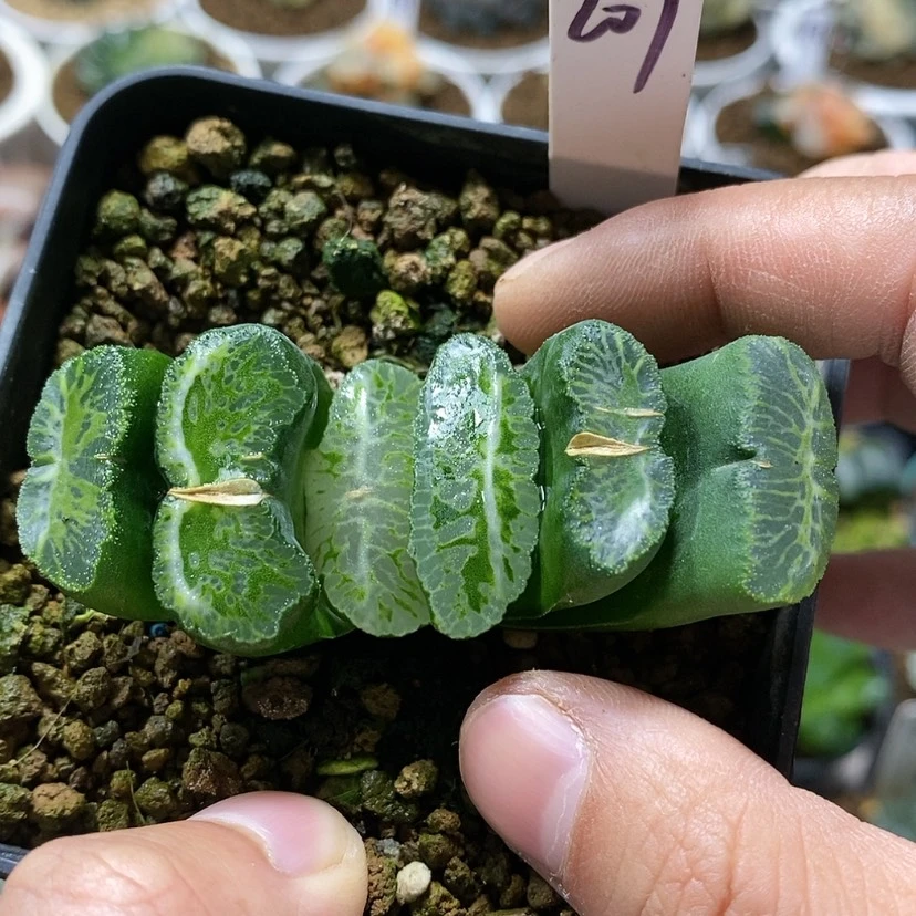 【闪购商品】207电影