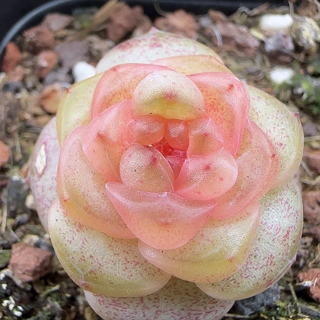 571 【满29包邮非偏远】