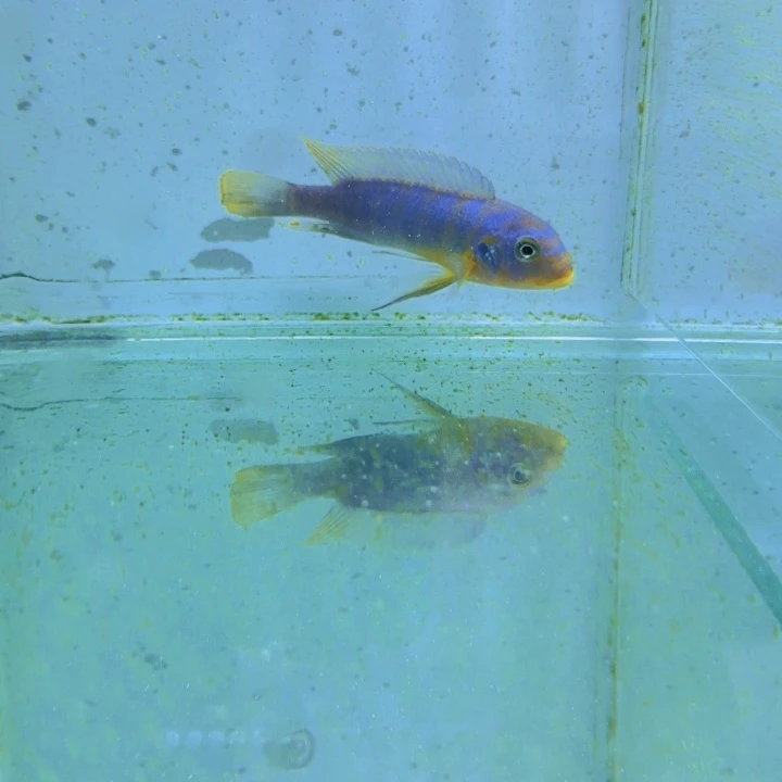 海水野生伊孔本费恩1088