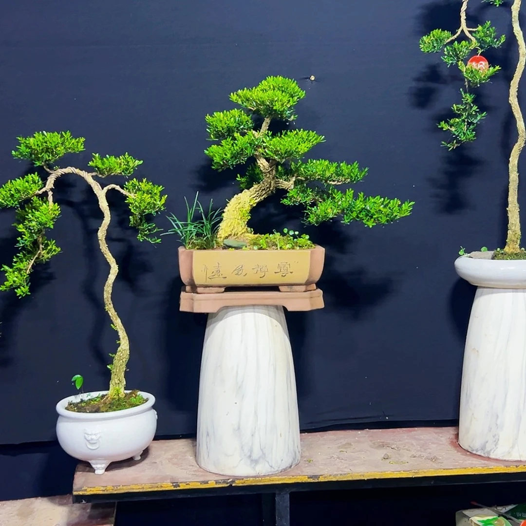 庞***涛无花朵黄杨木