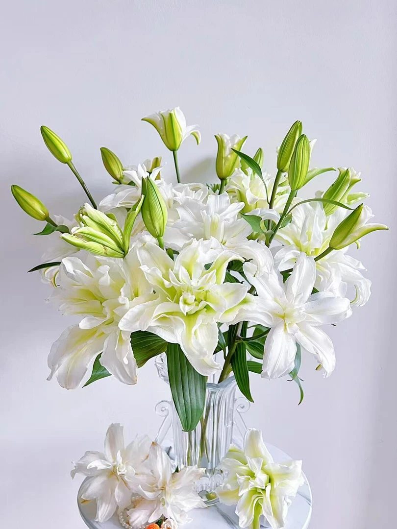四季可种1颗17/19【爱莎】重瓣香水百合花球 庭院阳台花球