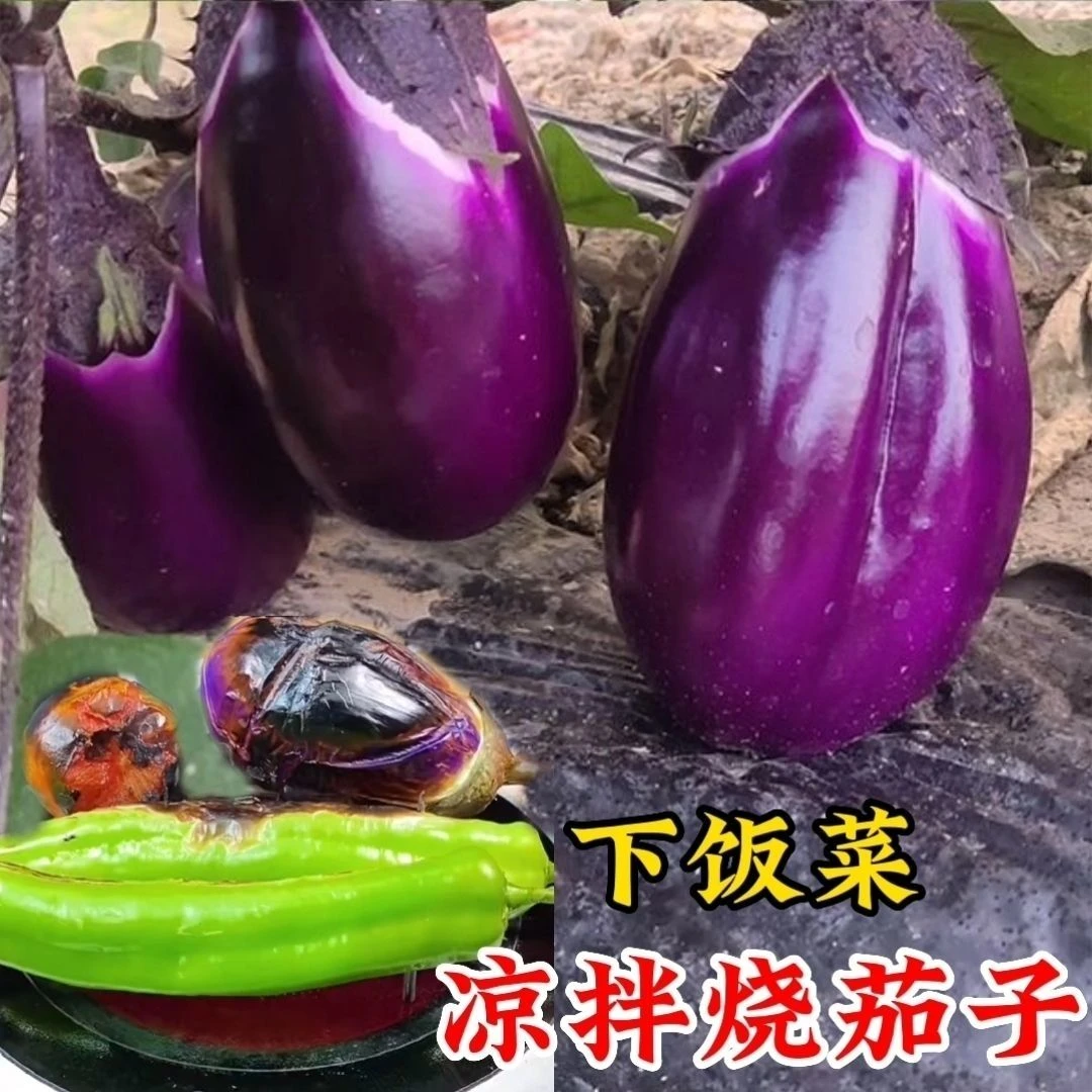 贵州新鲜茄子紫茄子当季时令蔬菜农家自种现摘现发老品种茄子