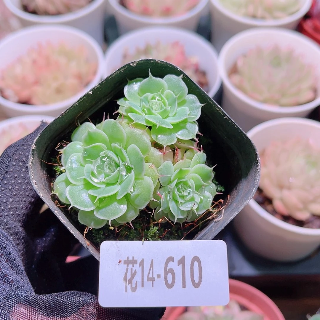 花利美14-610贝尔
