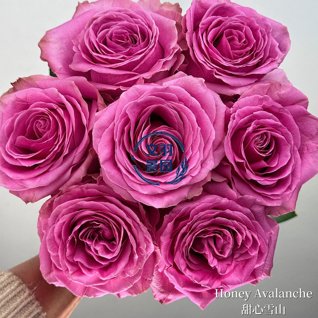 文羽景园【甜心雪山】切花月季多季节重复开花