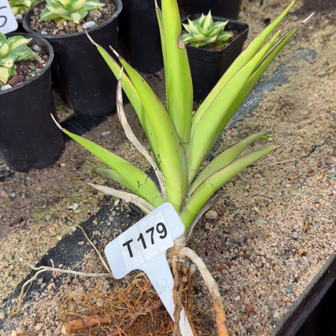 花***迷福利绿蕉锦一颗脱土发