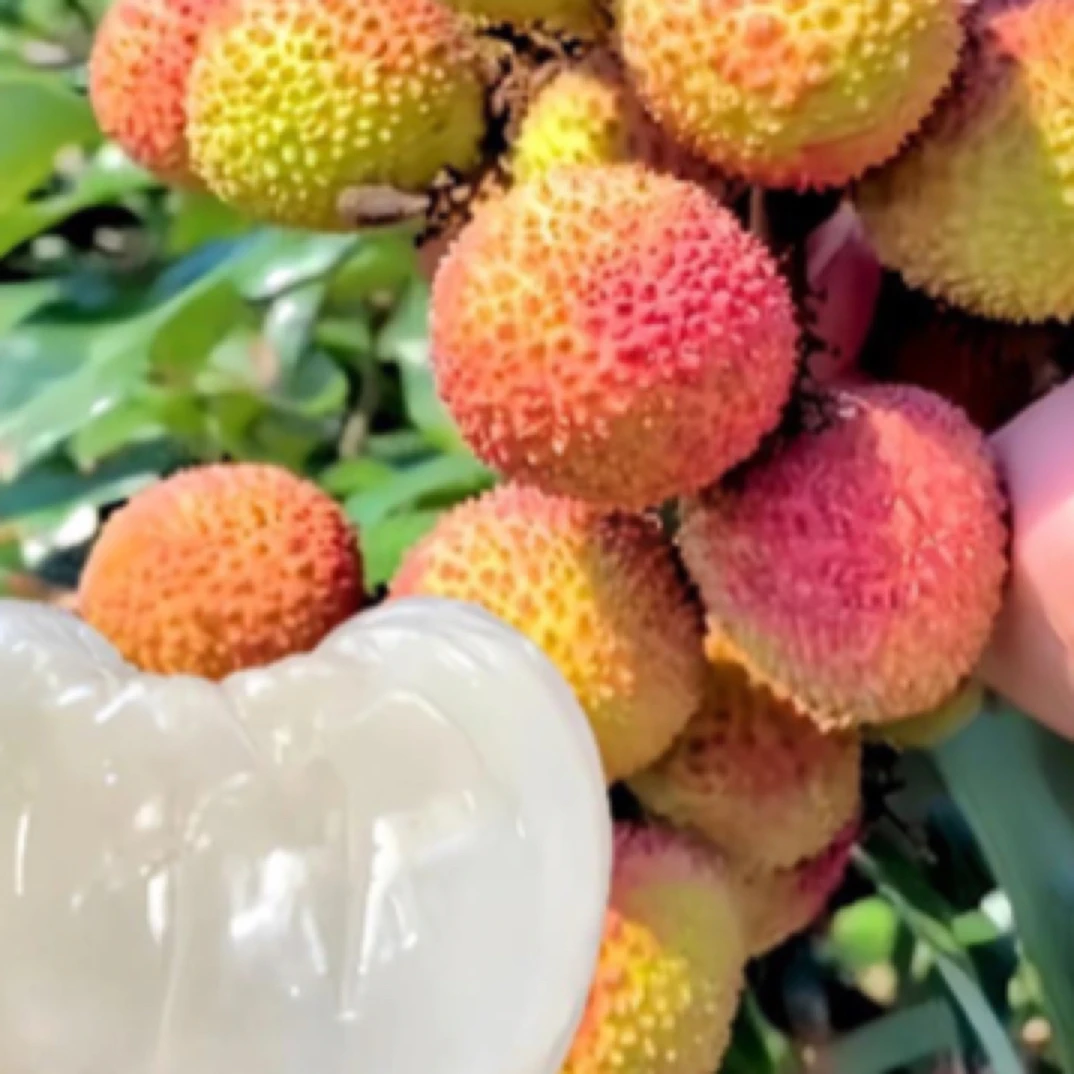 【整果】妃子笑荔枝约500g荔枝同城送海南省