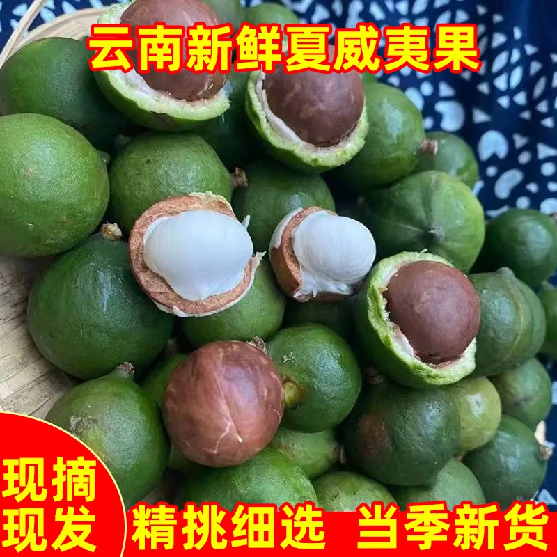 2025年云南新鲜采摘带绿壳夏威夷果清甜清香奶香味坚果