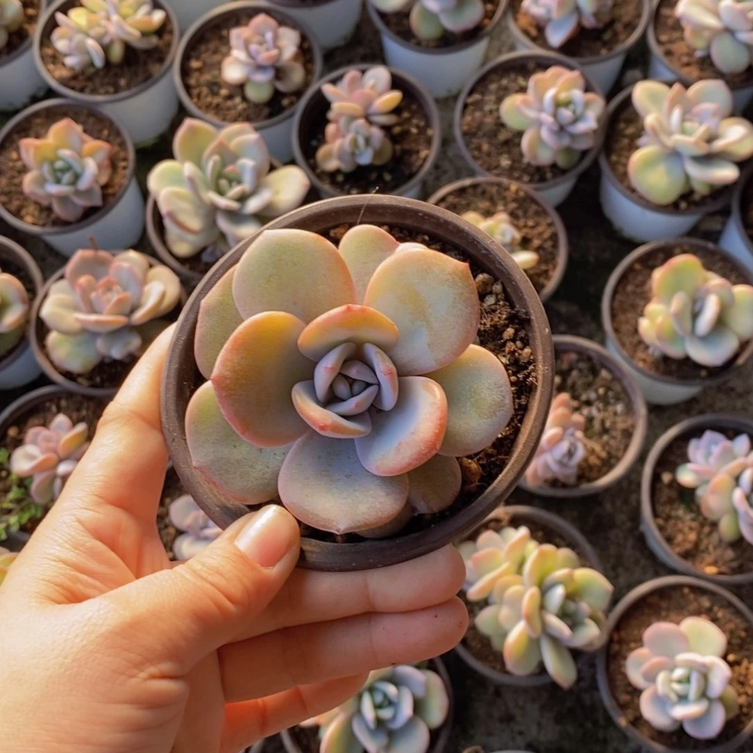 用****7多肉植物1111111