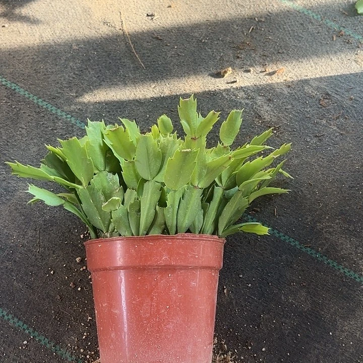 当前无花栽培后可以开花
