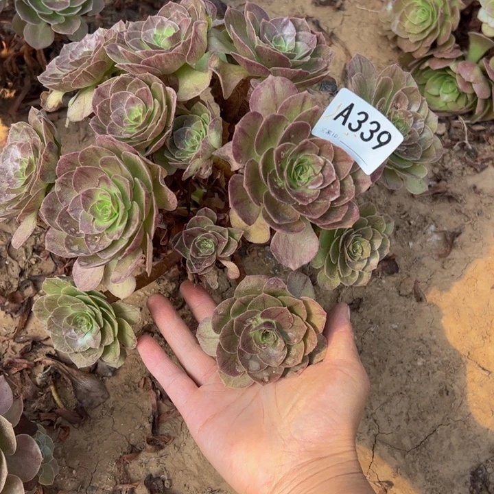 赤炎链多肉植物339.