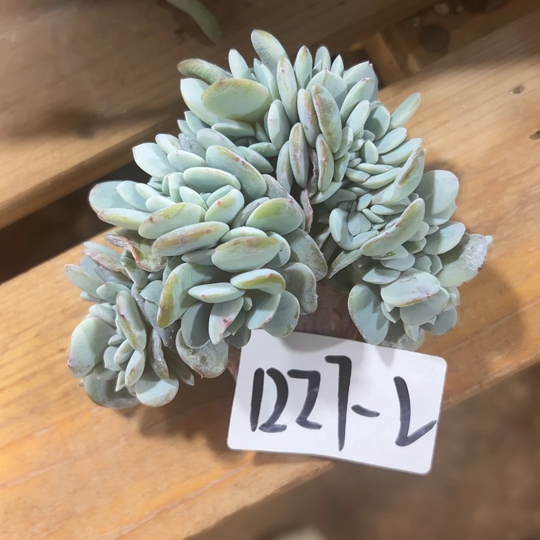 萬***萬1227-2奶茶缀化多肉自己发根