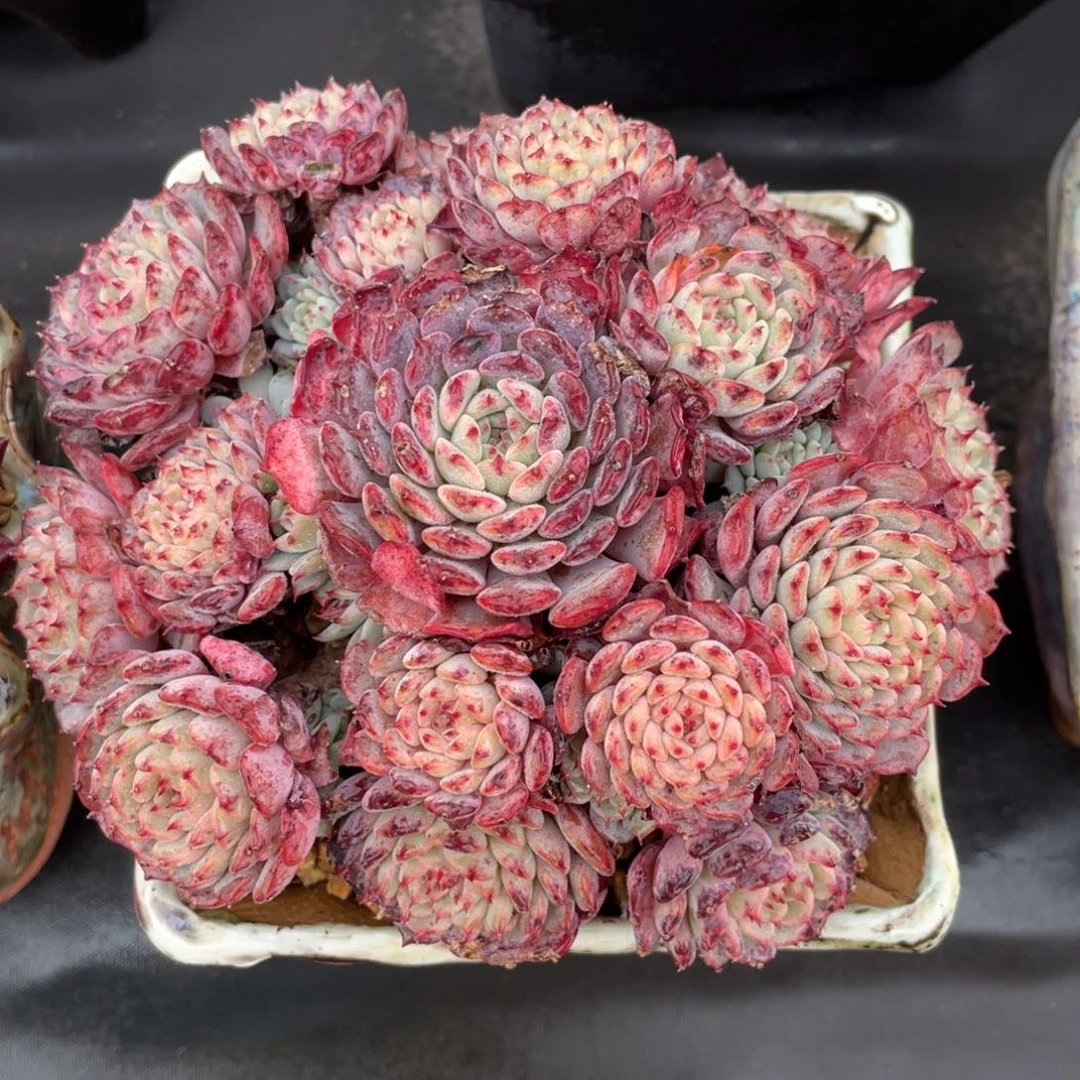 杂交群生血斑黑紫