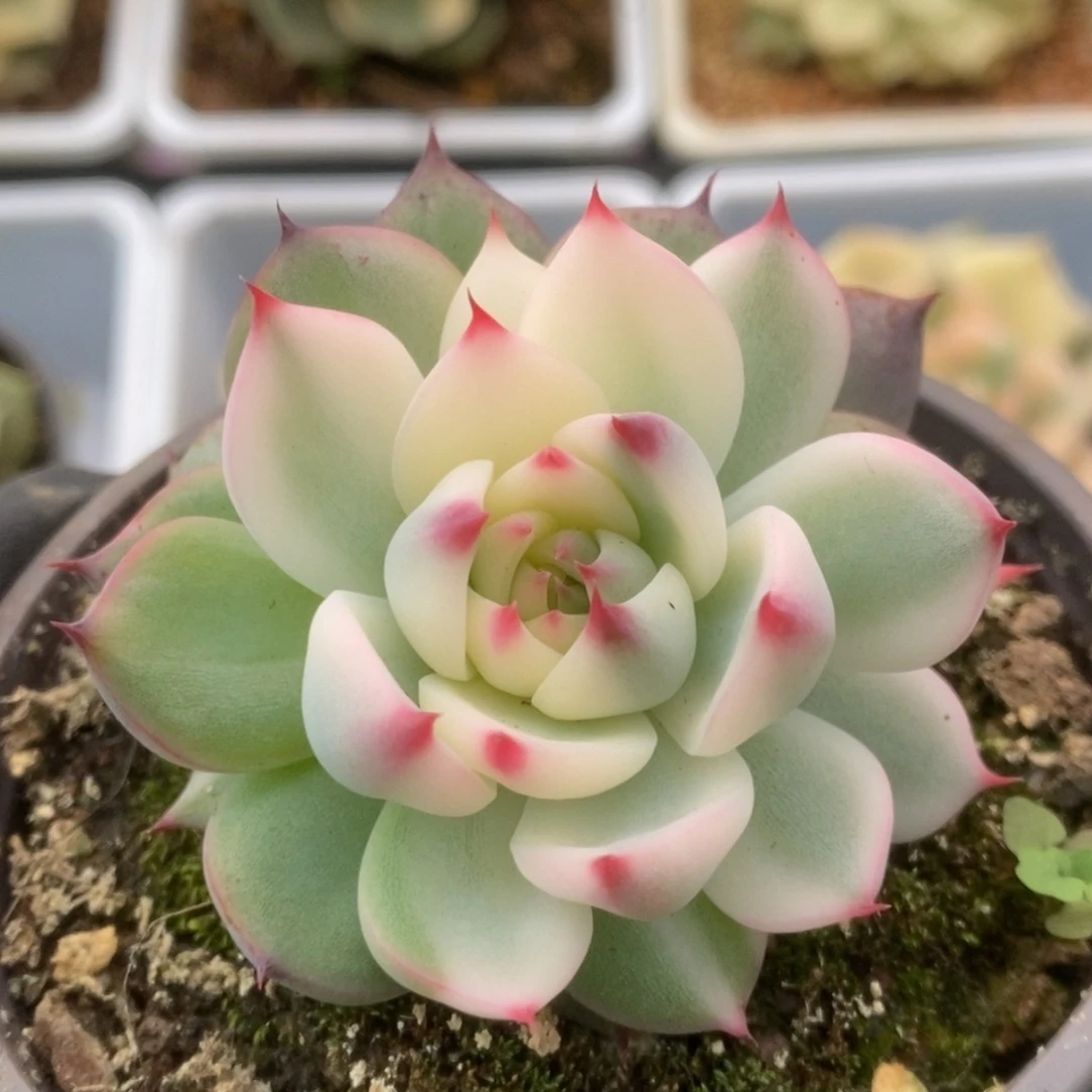 177锦锦锦锦锦锦锦锦