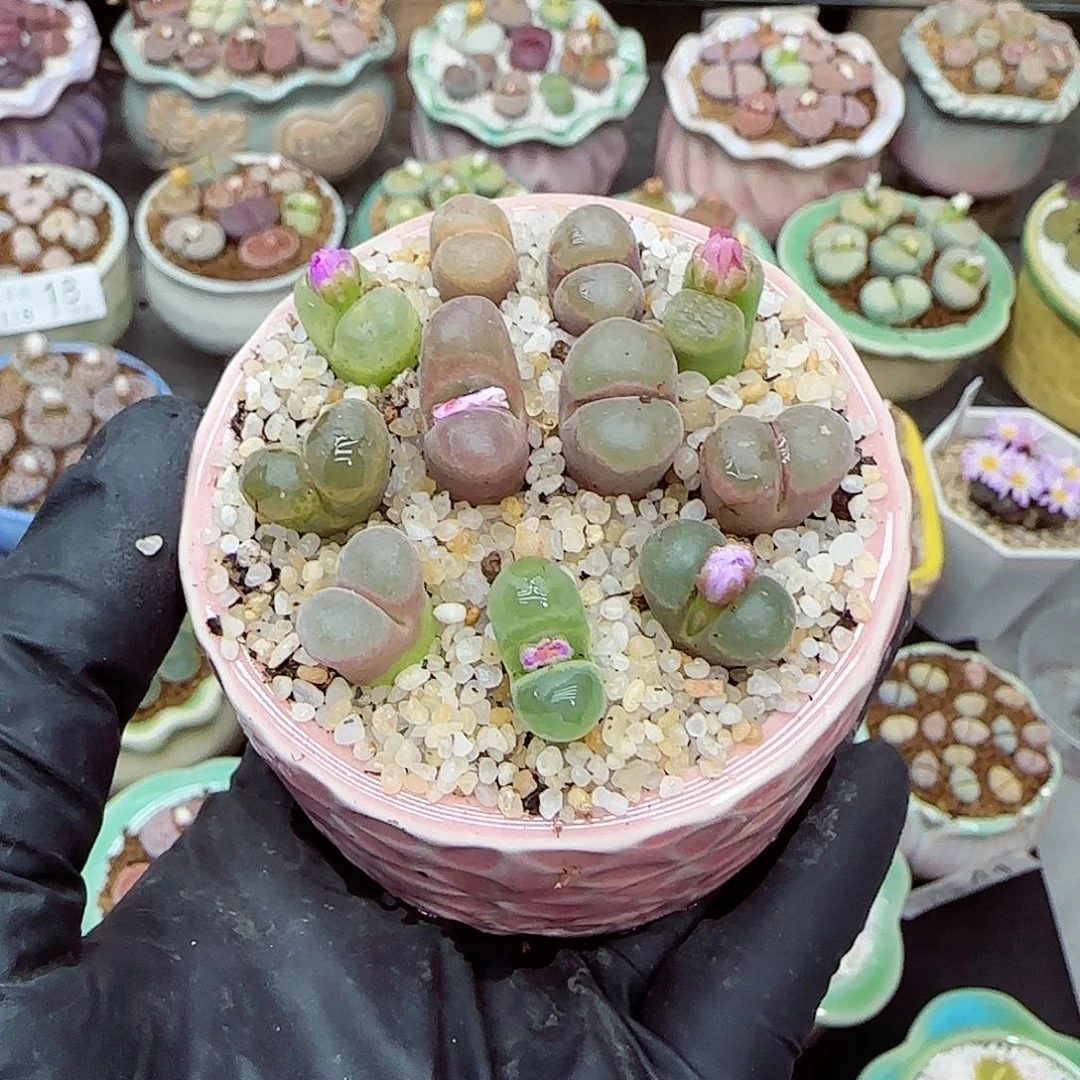 生石花满18包邮1118-61