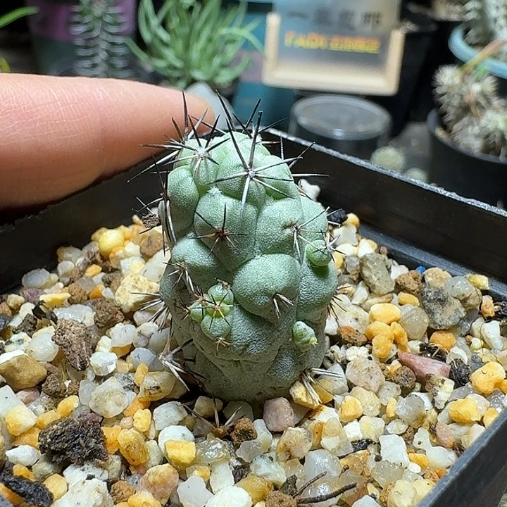 912帝王丸带盆发货自根