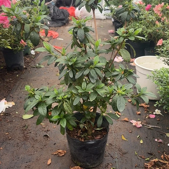 杜鹃花春之舞一物一拍