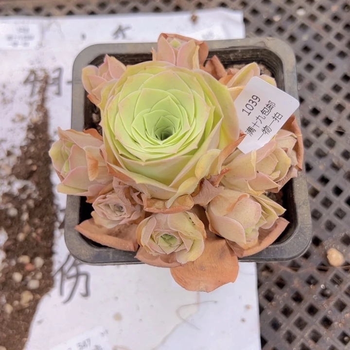 1039 裸根不带土发货不包损
